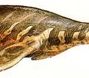 Pliosaurus