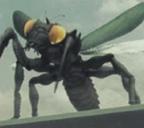 Kamacuras
