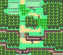 Route 204