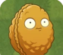 Giant Wall-nut