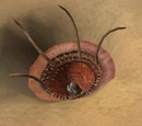 Sarlaac