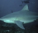 Bull Shark