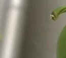 Jalapeño
