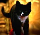 Miss Kitty Fantastico