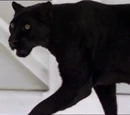 Big Cat