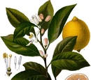 Garnish