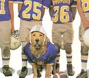 Air Bud: Golden Receiver