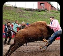 Jackass 3D