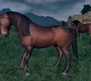 Wild Bay Horse