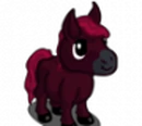 Miniature Horse