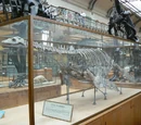Cryptoclidus