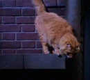 Paolo's cat
