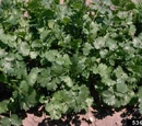 Coriander