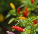Capsicum annuum 'NuMex twilight'