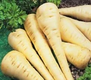 Parsnip