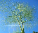 Fennel