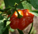 Capsicum baccatum 'Brazilian starfish'