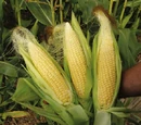 Sweet corn