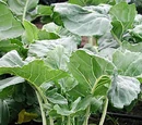 Kohl rabi