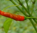 Capsicum frutescens 'Thai bangkok upright'