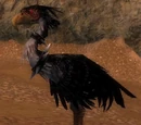 Moa noir