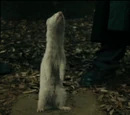 Ferret to human
