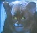 Millicent Bulstrode's cat