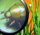 I Magnify