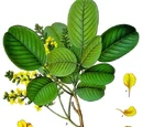 Pterocarpus santalinus