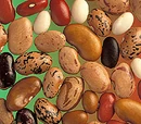 Phaseolus vulgaris