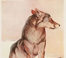 Akela