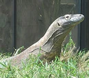 Komodo Dragon