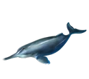 Yangtze River Dolphin