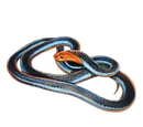 Blue Coral Snake