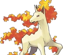 Rapidash
