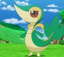 Snivy Asha