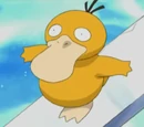 Psyduck Misty