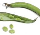 Fava bean