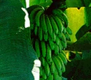 Torta de Banana