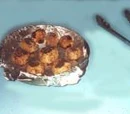 Moroccan Meatballs
