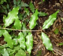 Aniseed myrtle