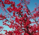 Crab apple