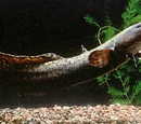 Burbot
