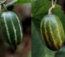 Snake gourd