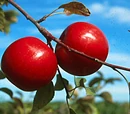 Haralson apple