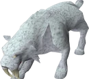 Sabre-toothed kyatt
