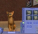 Create a Pet