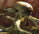 Squibbon