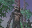 Gorax