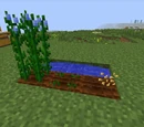 Flax